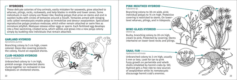 Life on Intertidal Rocks Pocket Guide